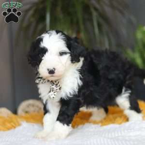 Cotton Tail, Mini Sheepadoodle Puppy